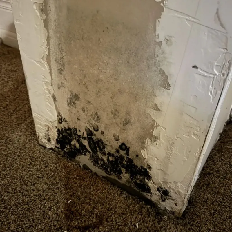 Professional Mold Removal in Sevierville, TN